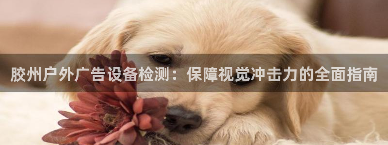 杏宇官方平台官网入口